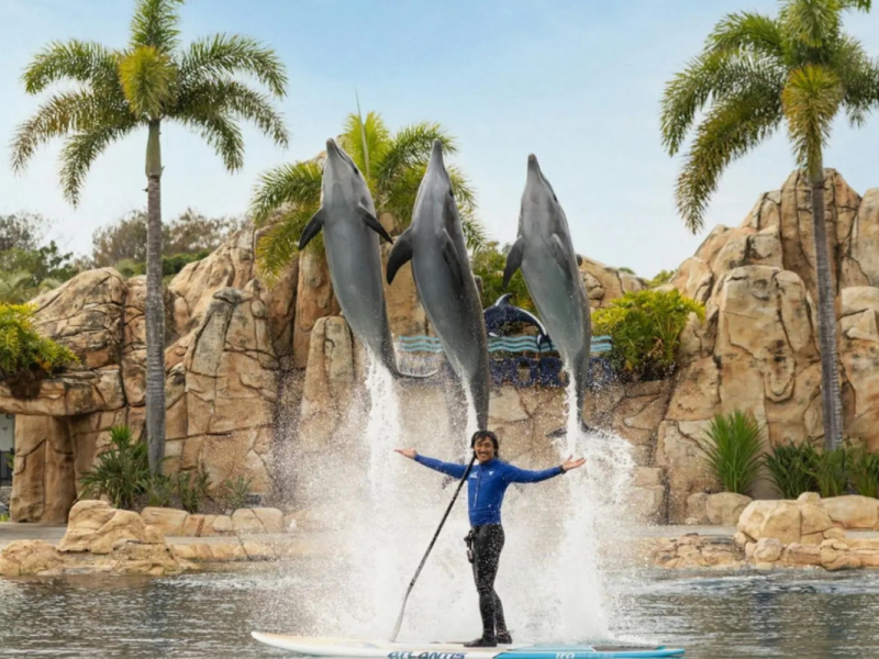 Apr 2026 Sea World Gold Coast A Family Guide For Visitors Staying At Main Beach