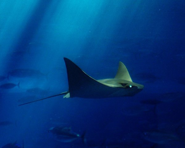 Underwater Sting Ray